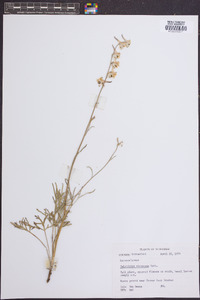 Delphinium carolinianum subsp. virescens image