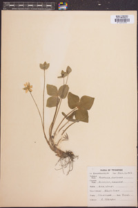 Anemone acutiloba image