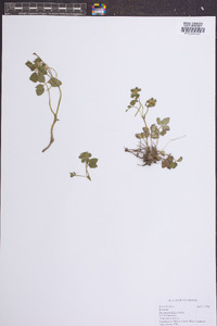 Potentilla indica image