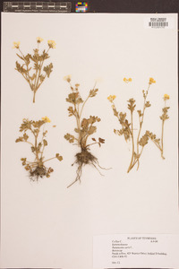 Ranunculus acris image