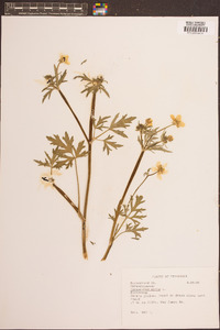 Ranunculus acris image