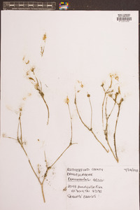 Ranunculus acris image