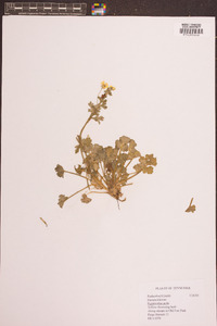 Ranunculus acris image