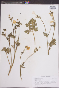 Ranunculus acris image