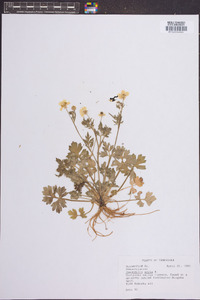 Ranunculus acris image