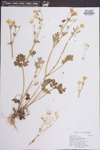 Ranunculus arvensis image