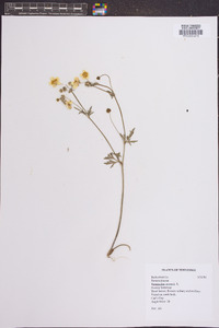 Ranunculus arvensis image