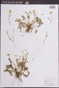 Ranunculus arvensis image