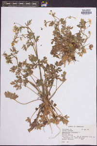 Ranunculus bulbosus image