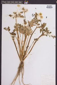 Ranunculus bulbosus image