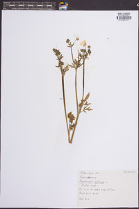 Ranunculus bulbosus image