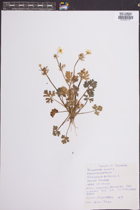 Ranunculus bulbosus image