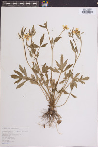 Ranunculus bulbosus image