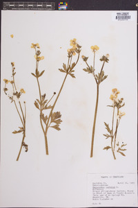 Ranunculus bulbosus image