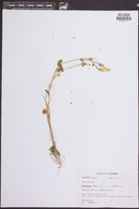 Ranunculus bulbosus image