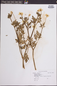 Ranunculus bulbosus image