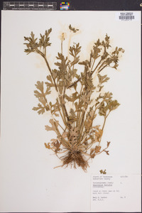 Ranunculus bulbosus image