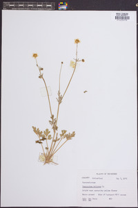 Ranunculus bulbosus image