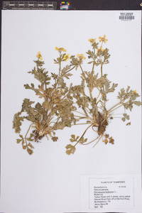 Ranunculus bulbosus image