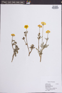 Ranunculus bulbosus image