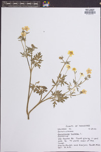 Ranunculus bulbosus image