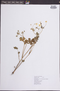 Ranunculus fascicularis image