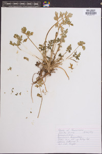 Ranunculus fascicularis image