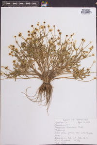 Ranunculus fascicularis image