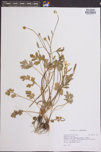 Ranunculus fascicularis image