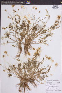 Ranunculus fascicularis image