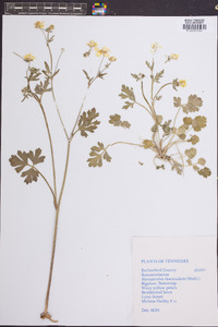 Ranunculus fascicularis image