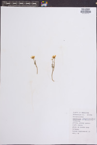 Ranunculus fascicularis image