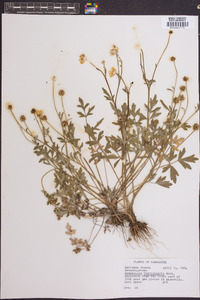 Ranunculus fascicularis image