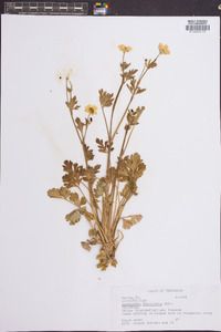 Ranunculus fascicularis image