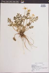 Ranunculus fascicularis image