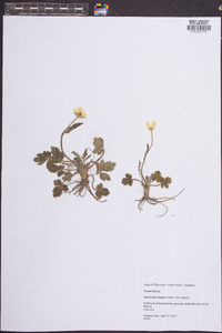 Ranunculus hispidus var. hispidus image