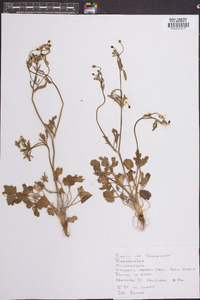 Ranunculus micranthus image