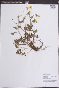 Ranunculus parviflorus image