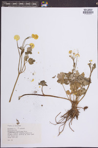 Ranunculus repens image