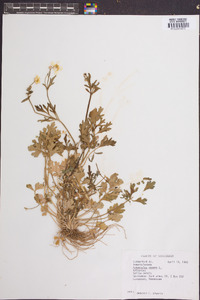 Ranunculus repens image