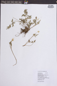 Ranunculus septentrionalis image