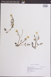 Ranunculus septentrionalis image
