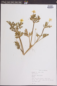 Ranunculus septentrionalis image