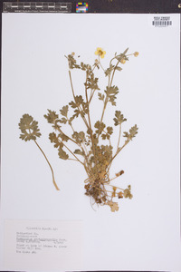 Ranunculus septentrionalis image