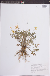 Ranunculus septentrionalis image