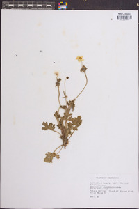 Ranunculus septentrionalis image