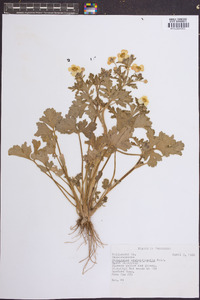 Ranunculus septentrionalis image