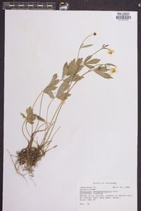 Ranunculus septentrionalis image