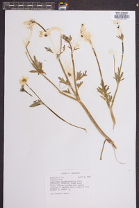 Ranunculus septentrionalis image