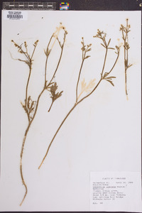 Ranunculus texensis image